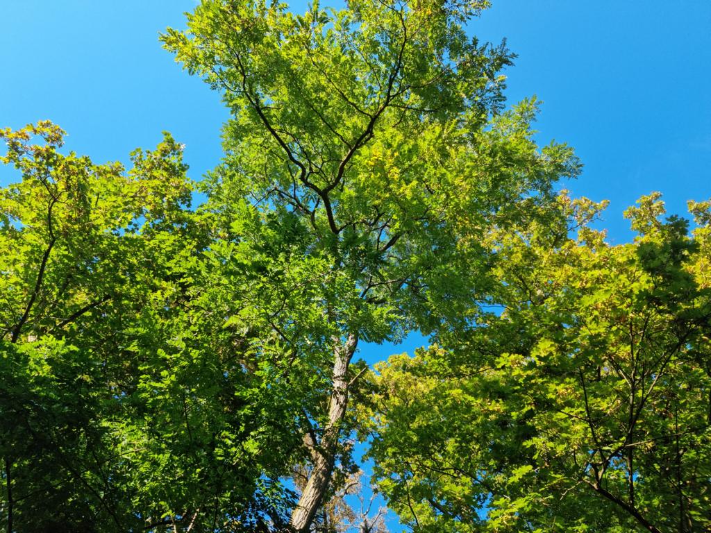 Strahlend grüne Baumkronen sind vor einem blauen Himmel zu sehen. Rund um das Seminargebäude gibt es viele Bäume. 